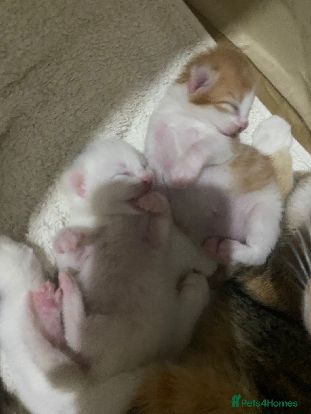 Domestic Shorthair cats for sale: Beautiful kittens  - Image 11