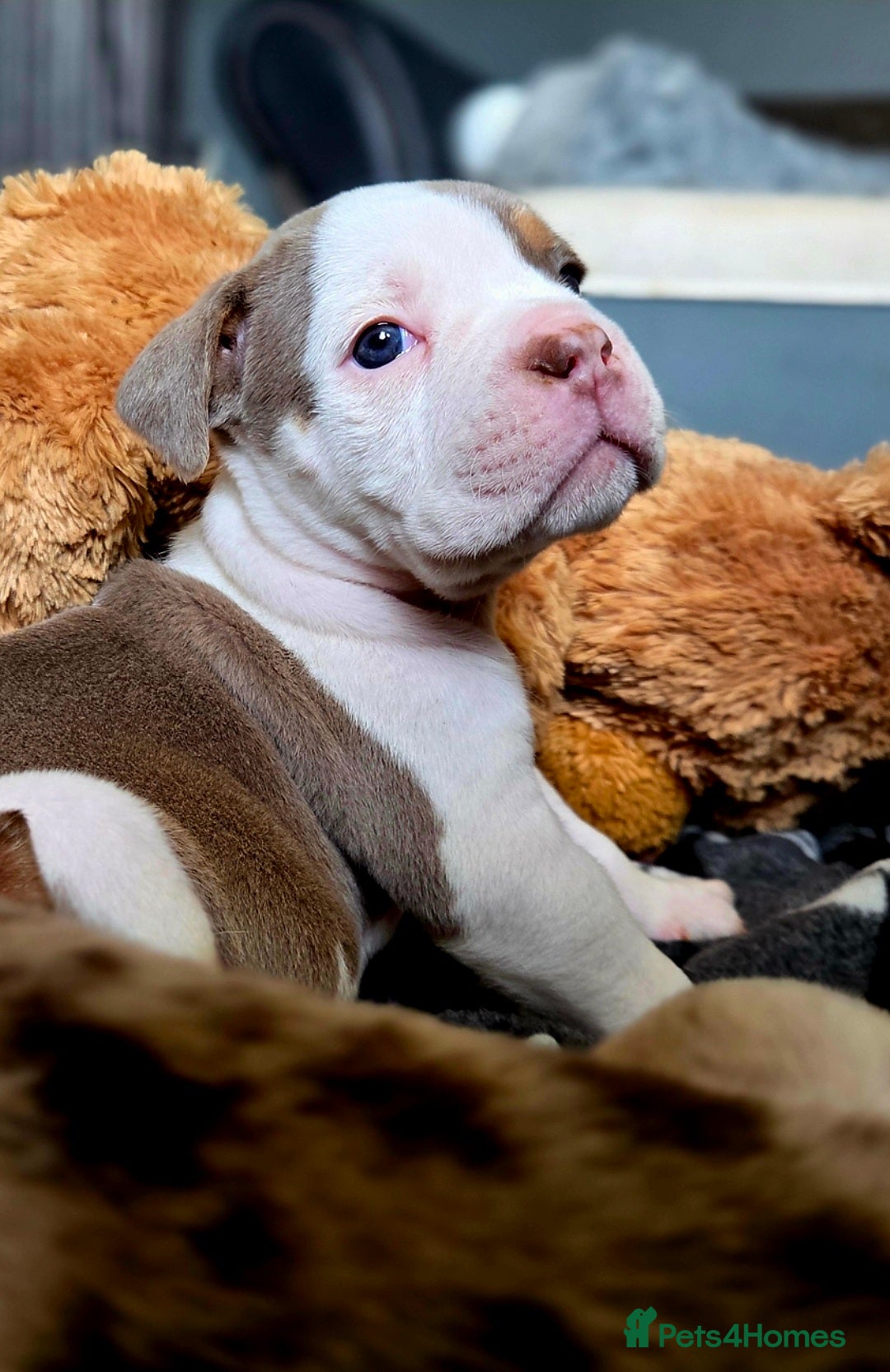 Olde English Bulldogge dogs for sale: Olde English bulldogs  - Image 2