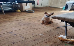 Mixed Breed dogs for sale: Beautiful Pomeranian X bitch - Image 2