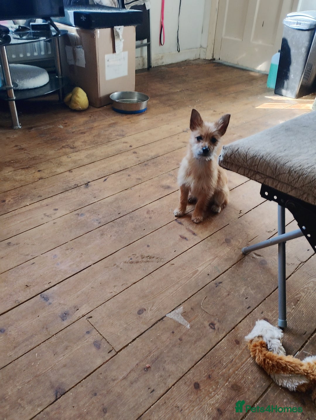 Mixed Breed dogs for sale: Beautiful Pomeranian X bitch - Image 2