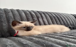 Ragdoll cats for sale: 2 Ragdoll Kittens left 🐾🤍 READY TO LEAVE NOW! - Image 29
