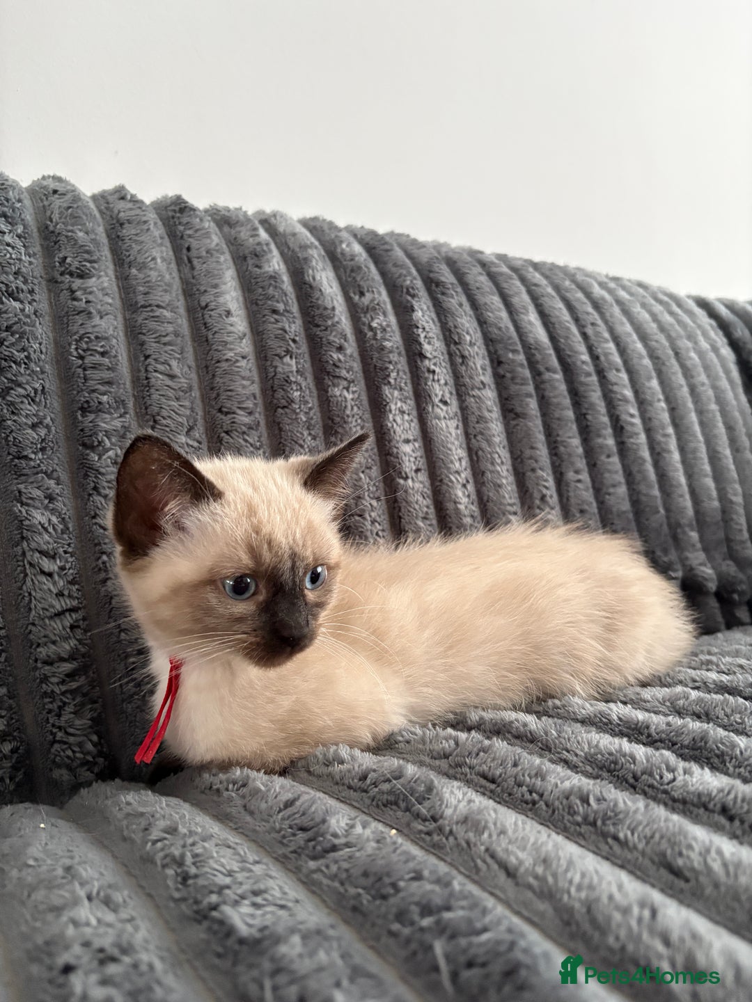 Ragdoll cats for sale: 2 Ragdoll Kittens left 🐾🤍 READY TO LEAVE NOW! - Image 29