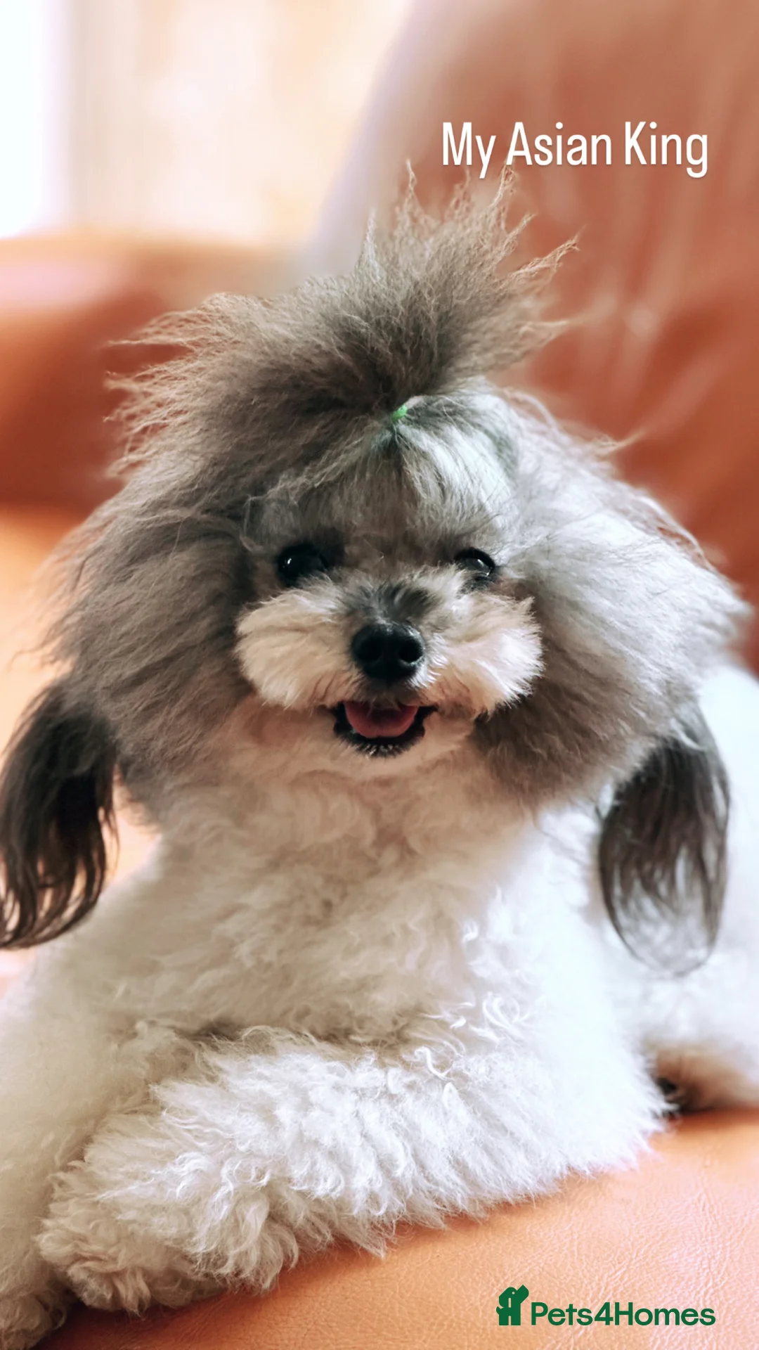 Toy Poodle dogs for stud: 7.5inch Toy HEALTH TESTED ASIAN IMPORT in Guildford - Advert 34