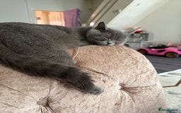 British Shorthair cats for sale: Adorable British Shorthair Kittens for Sale - Image 9
