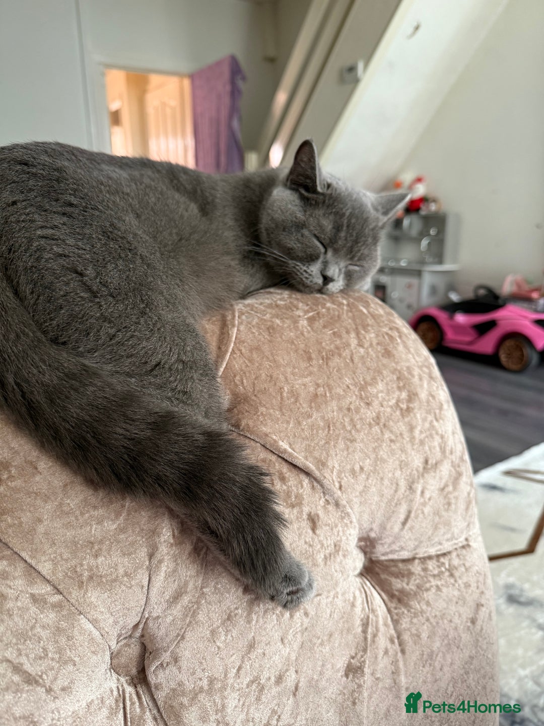 British Shorthair cats for sale: Adorable British Shorthair Kittens for Sale - Image 9