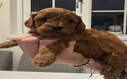 Cavapoo dogs for sale: Stunning Deep red health tested f1 cavapoos  - Image 6