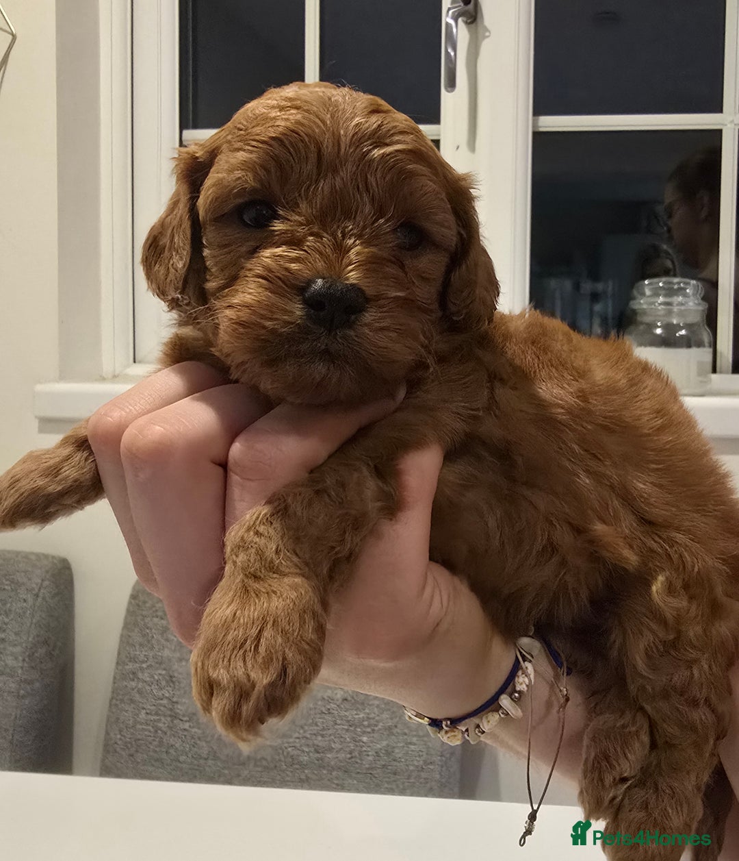 Cavapoo dogs for sale: Stunning Deep red health tested f1 cavapoos  - Image 6