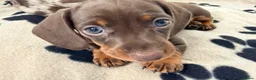 Miniature Dachshund dogs for sale: miniature dashhounds kc registered  - Advert 18