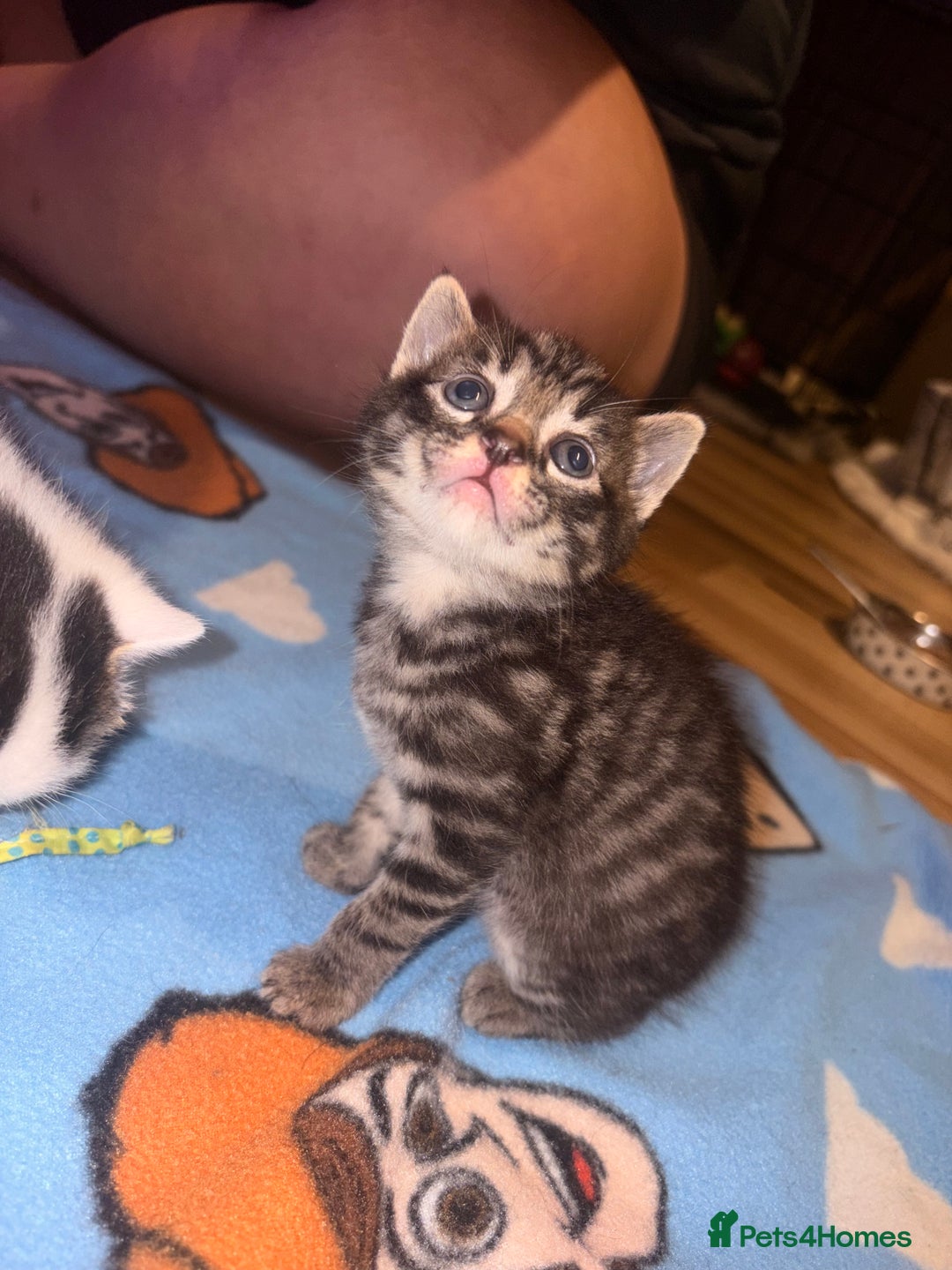 Mixed Breed cats for sale: 1 Female and 1 Male - Advert 5