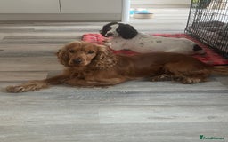 Cocker Spaniel dogs for sale: Beautiful show cocker GIRLs - Image 20