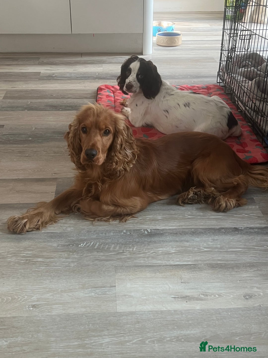 Cocker Spaniel dogs for sale: Beautiful show cocker GIRLs - Image 20