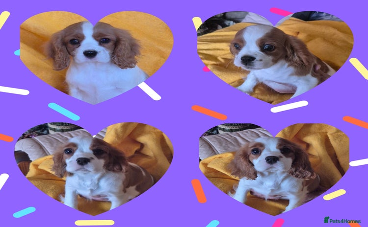 Cavalier King Charles Spaniel dogs - Advert 1