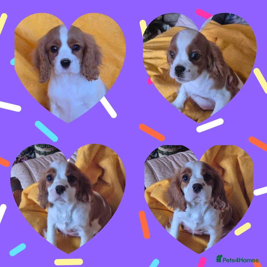 Cavalier King Charles Spaniel dogs for sale: Adorable Cavalier puppies  - Image 8