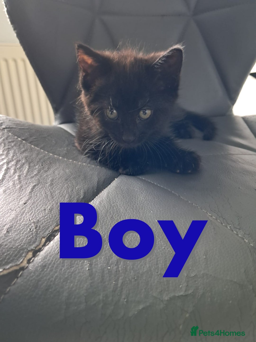Domestic Shorthair cats for sale: Beautiful tortoise shell kittens - Image 5