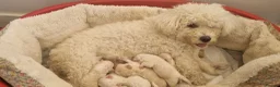 Bichon Frise dogs for sale: Bichon maltese for sale. - Advert 5
