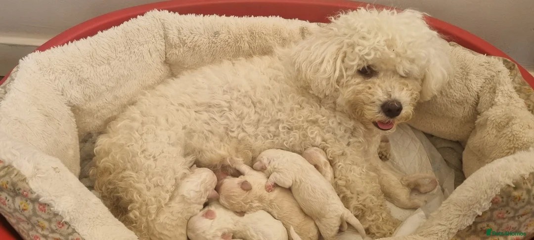 Bichon Frise dogs for sale: Bichon maltese for sale. - Advert 5
