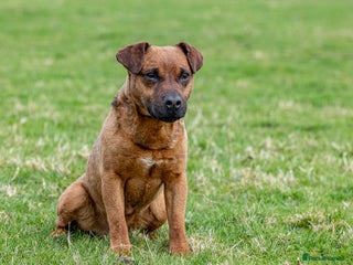 Patterdale Terrier dogs in Hawes - Advert 4