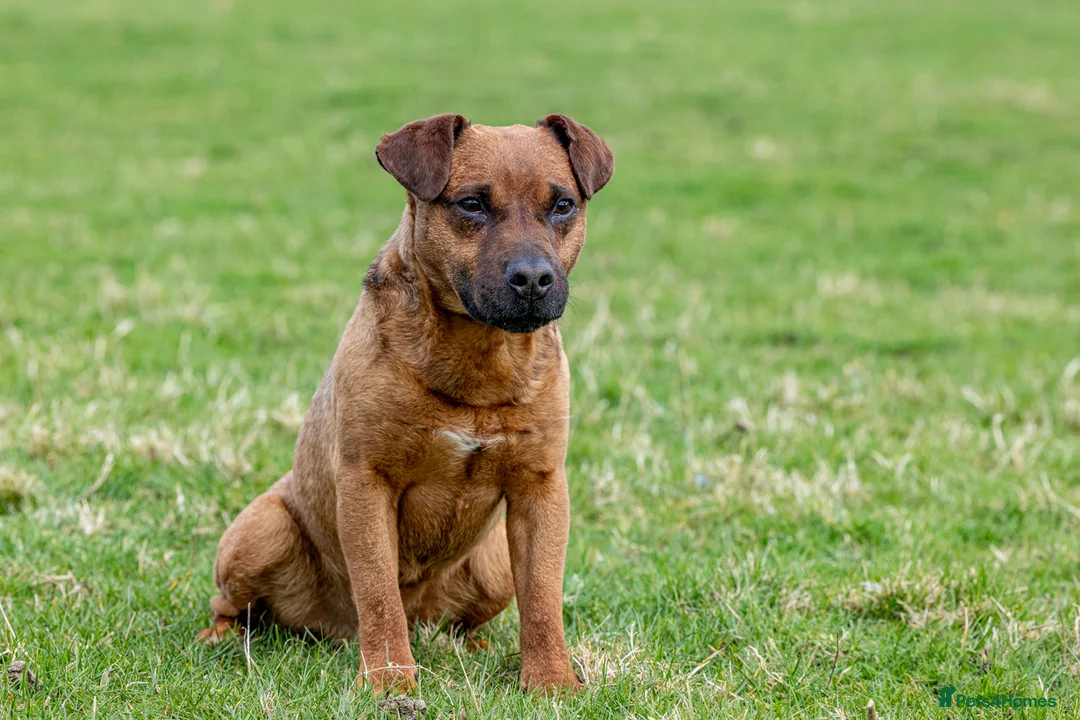 Patterdale Terrier dogs for stud: Super All Round Working Fell Terrier  in Hawes - Advert 1