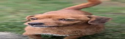 Mixed Breed dogs for adoption: Misty for adoption in Bedford - Advert 9