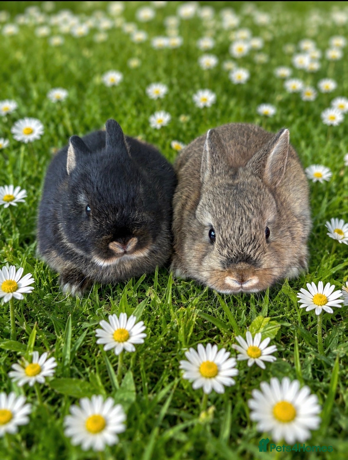 Netherland Dwarf rabbits *Ready Now* 2 x Male Netherland Dwarf Bunnies 🐰  - Advert 2