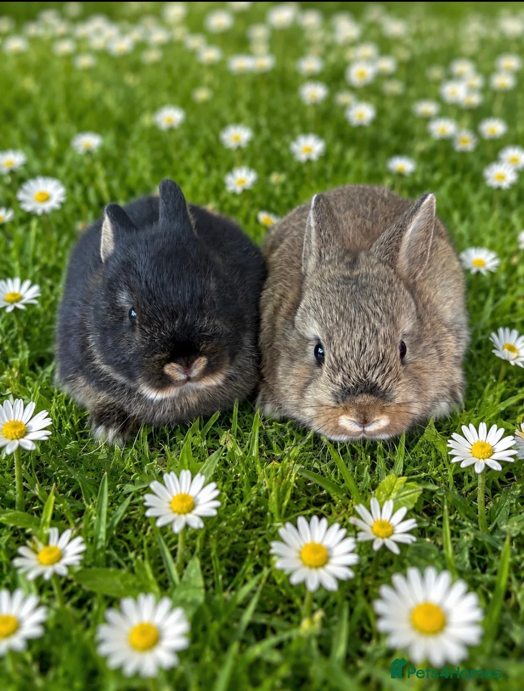 Netherland Dwarf rabbits for sale: *Ready Now* 2 x Male Netherland Dwarf Bunnies 🐰  in Upminster - Advert 1