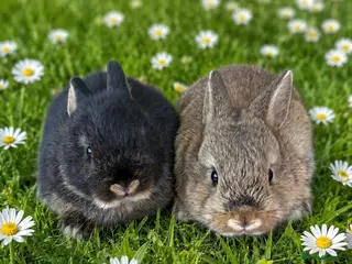 Netherland Dwarf rabbits *Ready Now* 2 x Male Netherland Dwarf Bunnies 🐰 - Advert 2