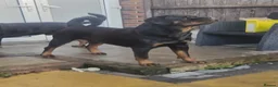 Rottweiler dogs for sale: LEGACY'S IN THE MAKING!! REX & MAGIC - Advert 22