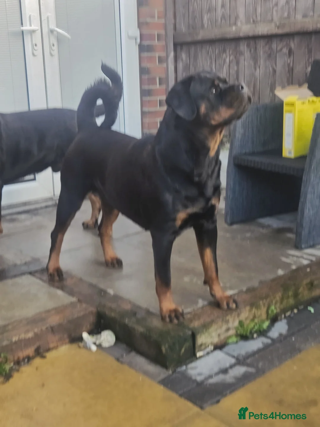 Rottweiler dogs for sale: LEGACY'S IN THE MAKING!! REX & MAGIC - Advert 22