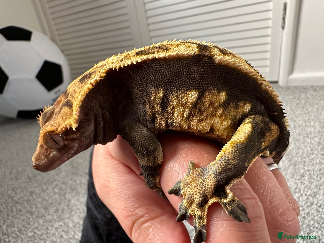 Gecko reptiles for sale: Beautiful Crested Gecko - Image 2