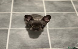 French Bulldog dogs for sale: french bulldog puppy for sale  - Image 1