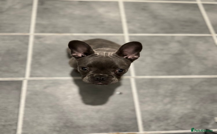 French Bulldog dogs - Advert 8
