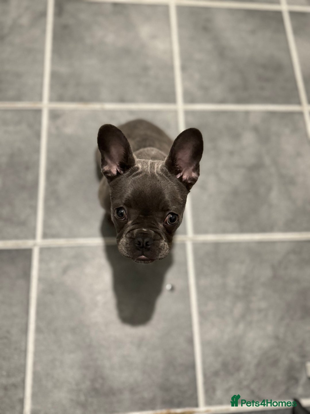 French Bulldog dogs for sale: french bulldog puppy for sale  - Image 1