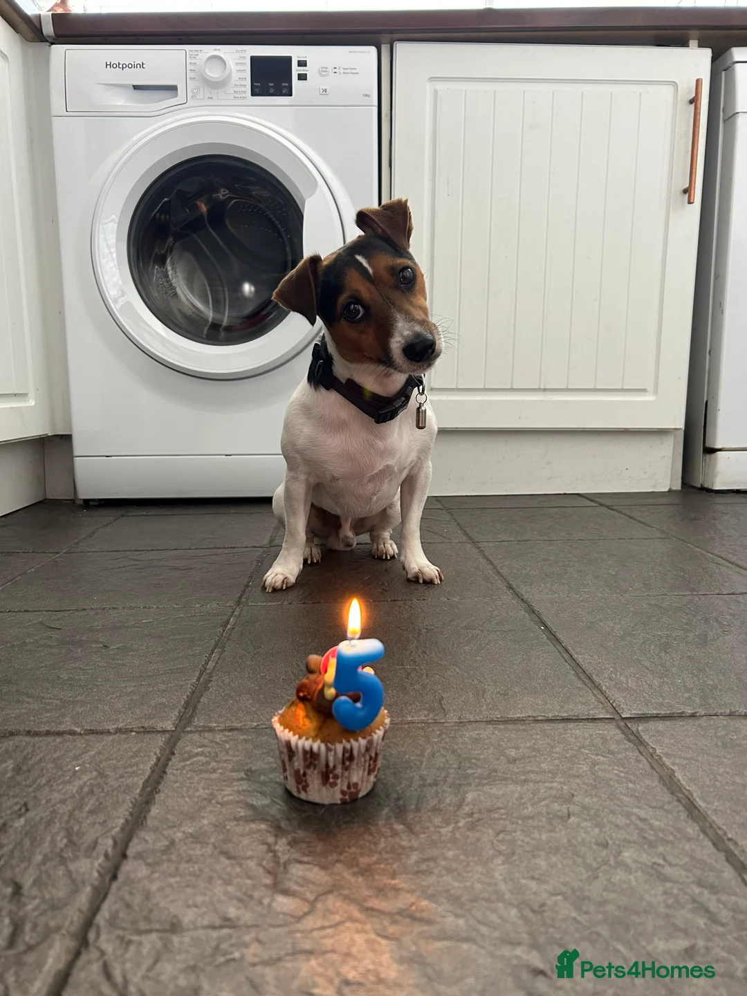 Jack Russell dogs for stud: Jack Russell for Stud in Basildon - Advert 2