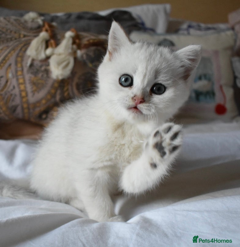 British Shorthair cats PureBred British Shorthair Kittens! - Advert 1