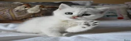 British Shorthair cats for sale: READY NOW PureBred British Shorthair Kittens! - Advert 1