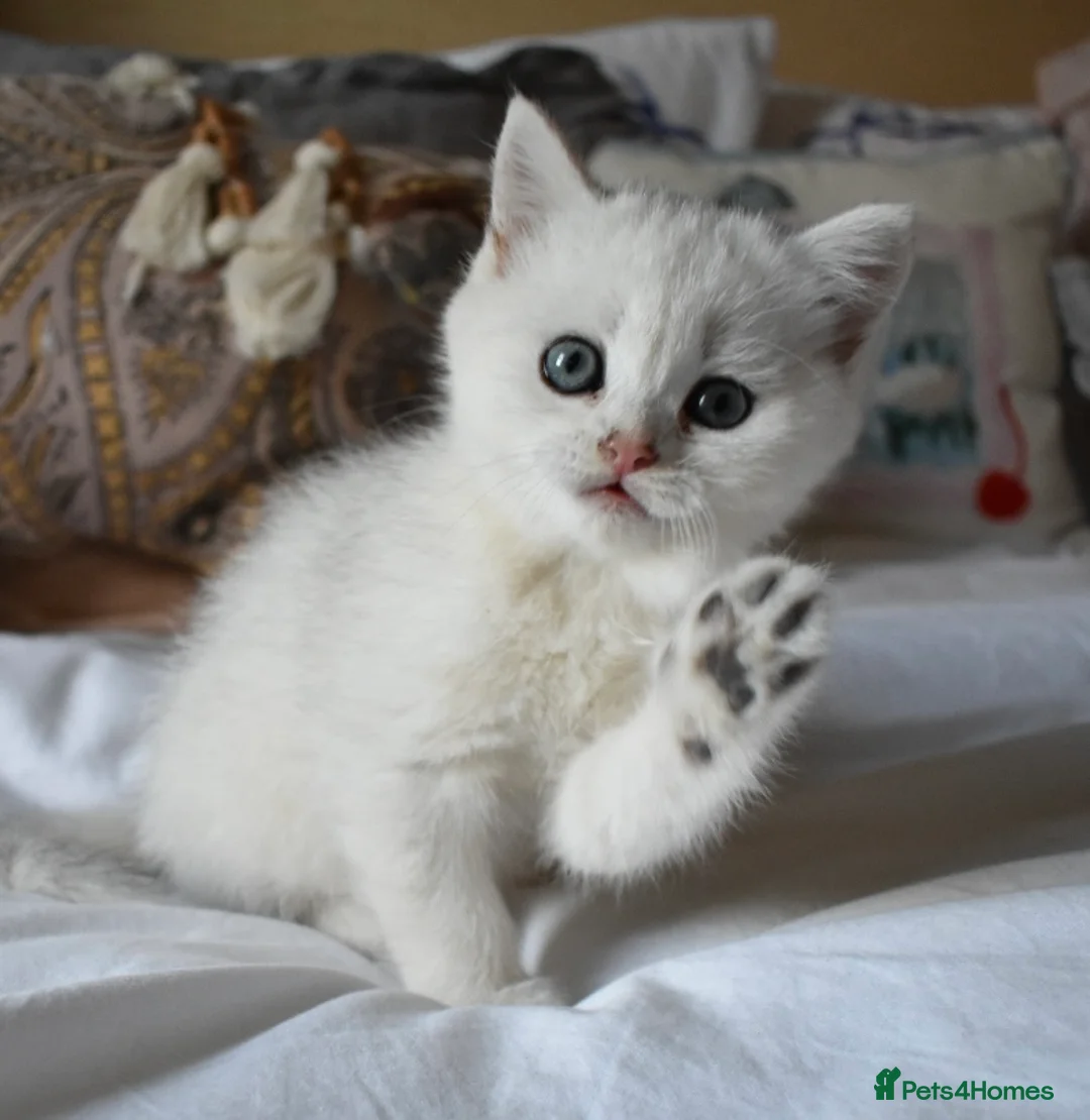 British Shorthair cats for sale: READY NOW PureBred British Shorthair Kittens! - Advert 1