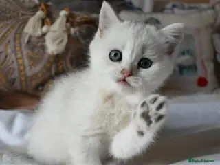 British Shorthair cats for sale: READY NOW PureBred British Shorthair Kittens! - Advert 2