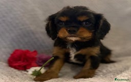 Cavalier King Charles Spaniel dogs for sale: KC REG, HEART, EYE AND DNA TESTED PARENTS - Image 20