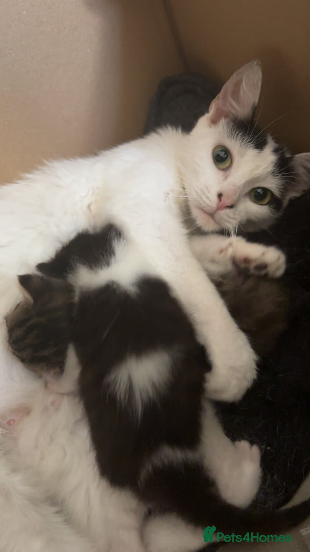 Mixed Breed cats for sale: Two female mixed kittens for sale - Image 5