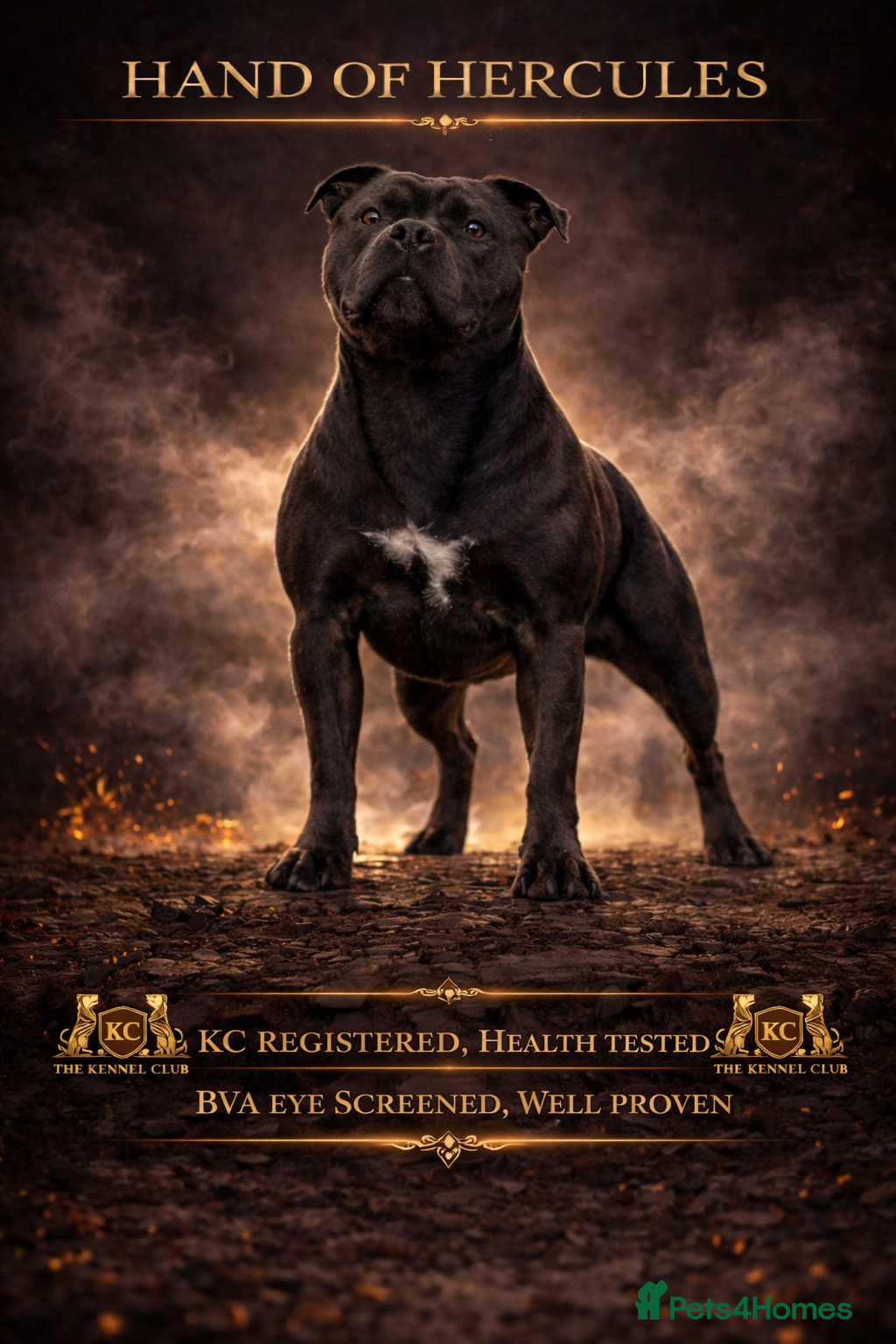 Staffordshire Bull Terrier dogs 🇬🇧 OX BULLZ! HERCULES, BLUE HEALTH TESTED STUD - Advert 2