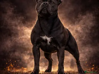 Staffordshire Bull Terrier dogs 🇬🇧 OX BULLZ! HERCULES, BLUE HEALTH TESTED STUD - Advert 2