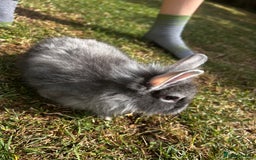Lionhead rabbits for sale: Stunning Lionhead rabbits. 2 remaining - Image 12