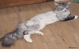 Maine Coon cats for sale: Maine Coon - Image 1