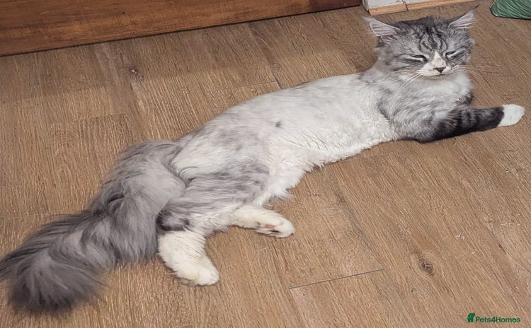 Maine Coon cats - Advert 3