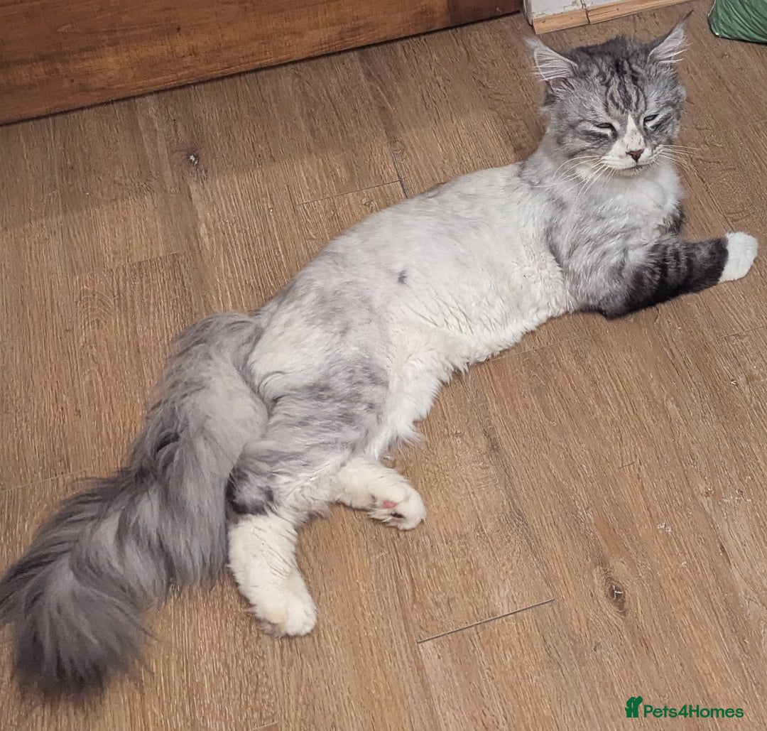 Maine Coon cats for sale: Maine Coon - Image 1