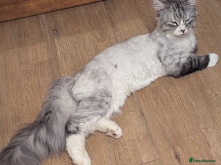 Maine Coon cats - Advert 8