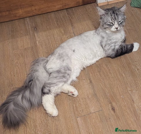 Maine Coon cats - Advert 15