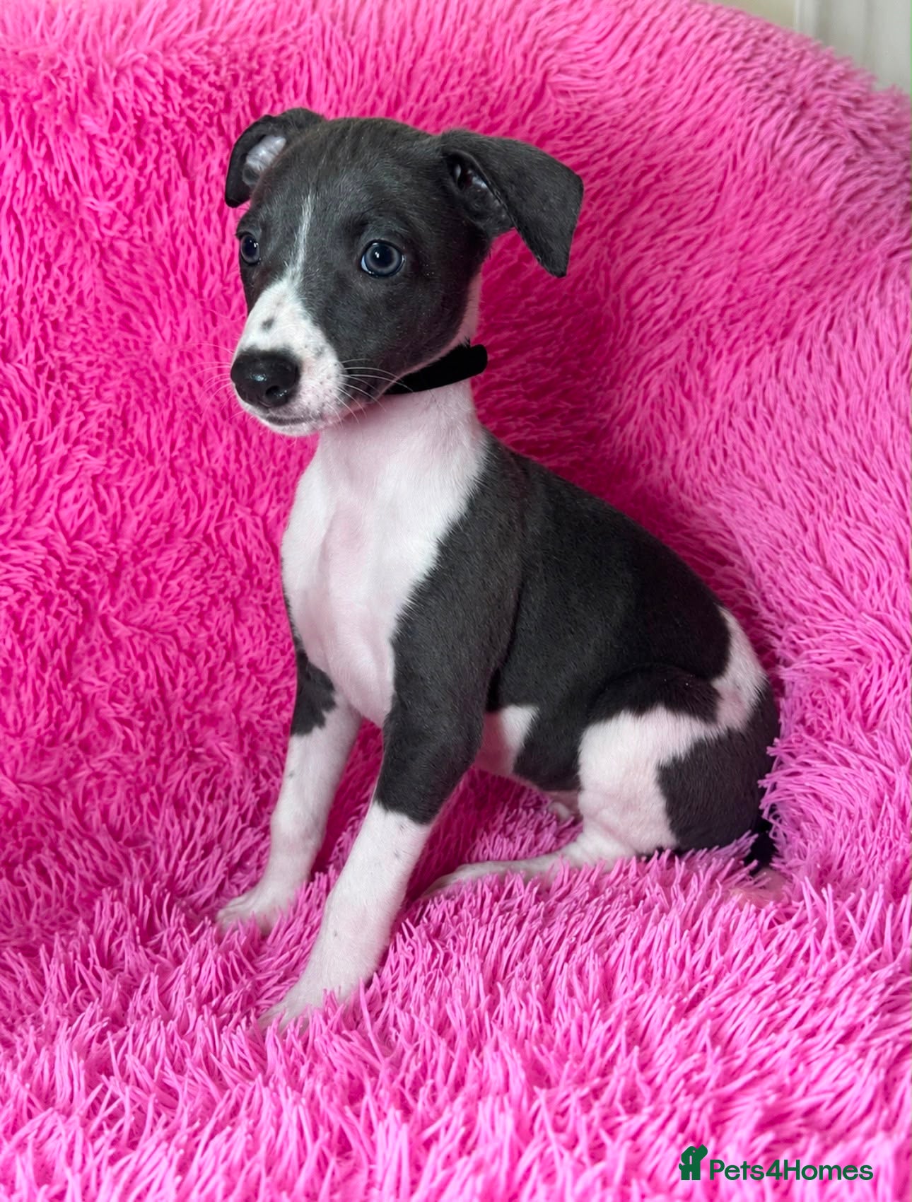 Whippet dogs Only 3 boys Quality pedigree whippet puppies left  - Advert 8