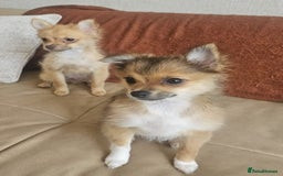 Pomchi dogs for sale: Very cute Pomchis - Image 2