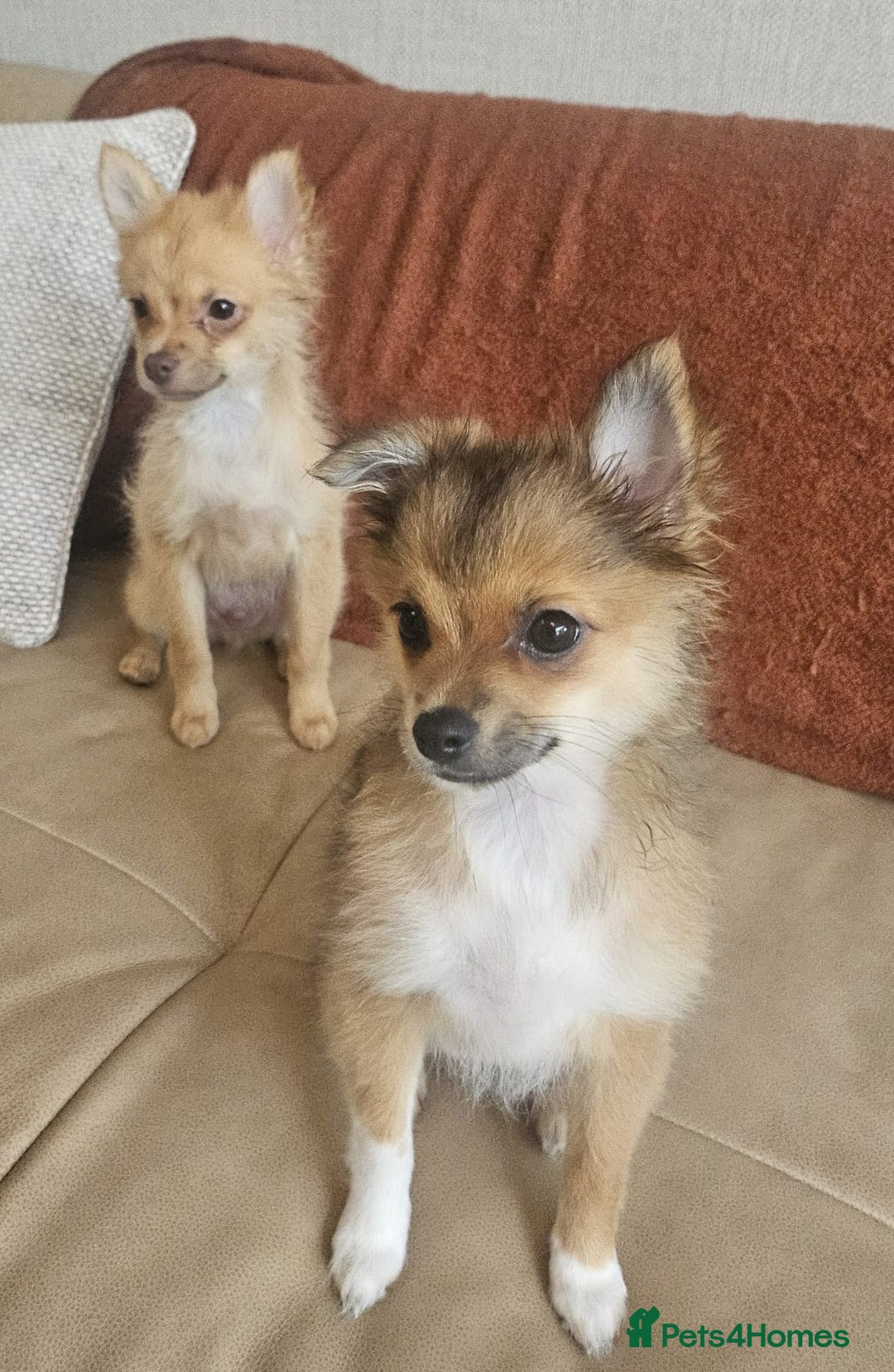 Pomchi dogs for sale: Very cute Pomchis - Image 2